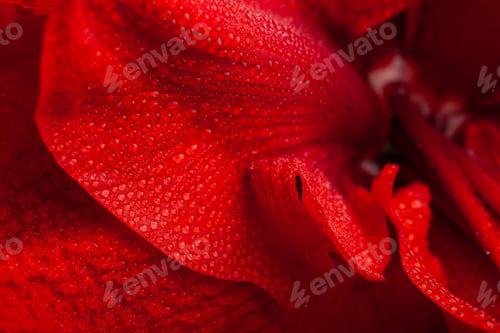 Preview: red winter christmas flower amaryllis Merry Christmas close-up