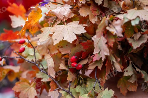 Preview: Branch with red berries on the background of autumn leaves. Autumn background.