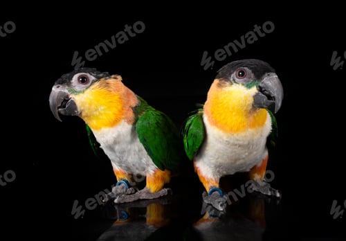 Preview: Black-headed parrot in studio
