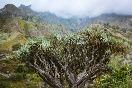 Preview: Huge dragon tree in an valley on Santo Antao, Cape Verde Cabo Verde