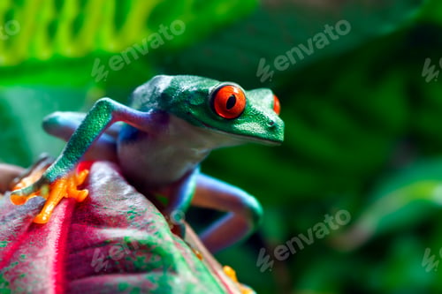 Preview: Red Eyed Tree Frog