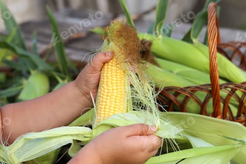 Preview: Hands peeling corn husk on the outdoor table. Corn husk in the basket