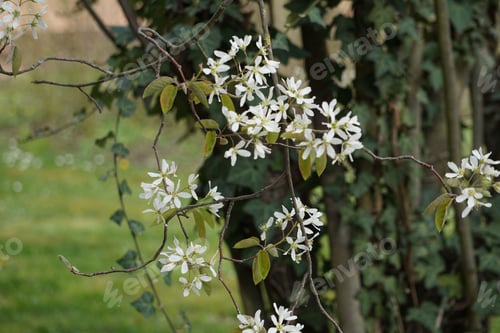 Preview: Beautiful spring landscape featuring a cherry blossom tree branch with vibrant, blooming flowers