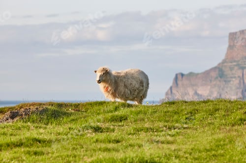 Preview: Sheep grazing on Faroe islands cliffs. Green landscape at sunset