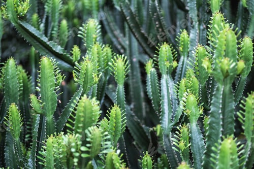 Preview: Closeup image of euphorbia ingens cactus trees