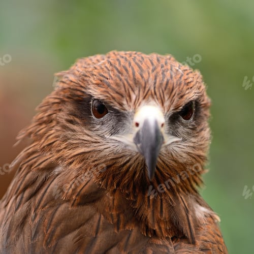 Preview: Black Kite