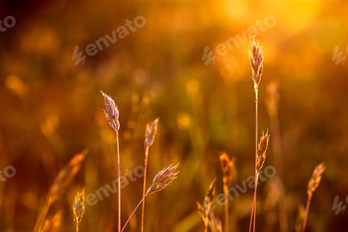 Preview: Blades of grass in the rays of sunset, natural background