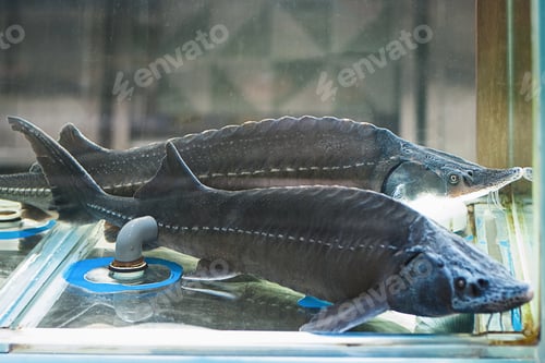 Preview: Siberian sturgeons for sale in fish store, live fish in supermarket