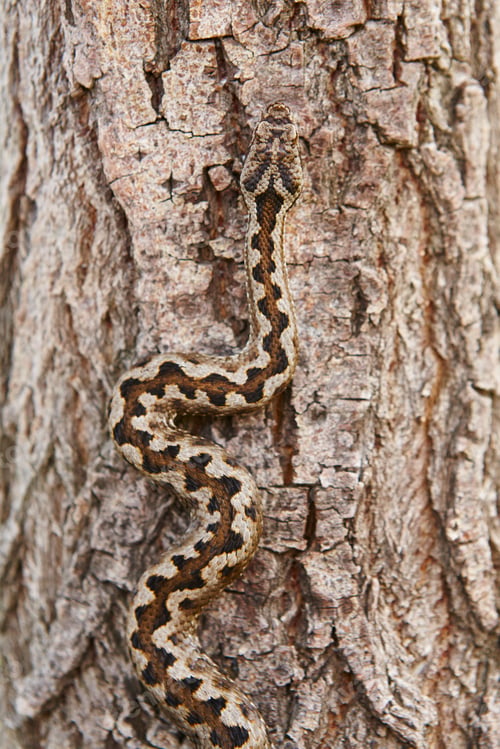 Preview: Snake camouflage. Vipera aspis detail on a trunk surface