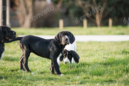 Preview: puppy great dane on the grass