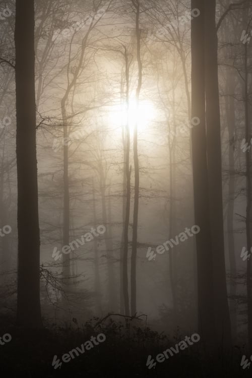 Preview: A misty morning in a tranquil forest in the town of Solothurn, Wisen municipality of Switzerland