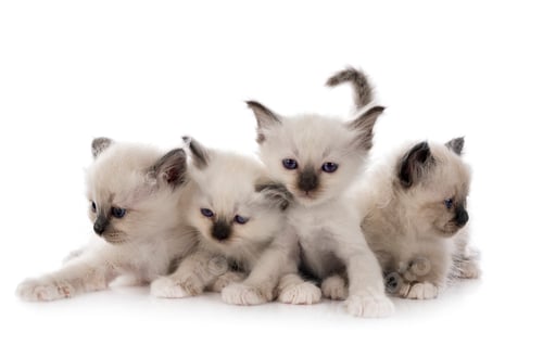Preview: birman kitten in studio
