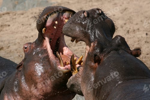 Preview: Hippos Fighting in Africa