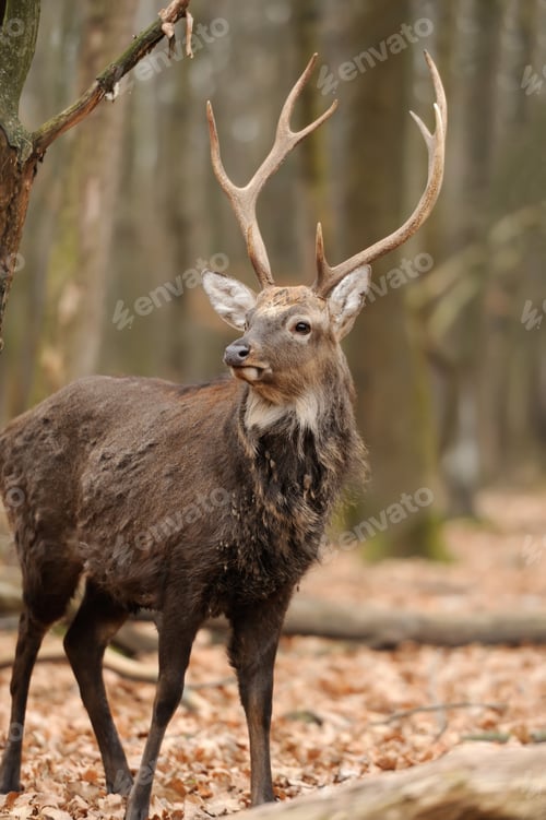 Preview: Deer in forest