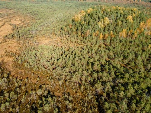 Preview: Swamp or bog with forest in Estonian nature reserve Kakerdaja