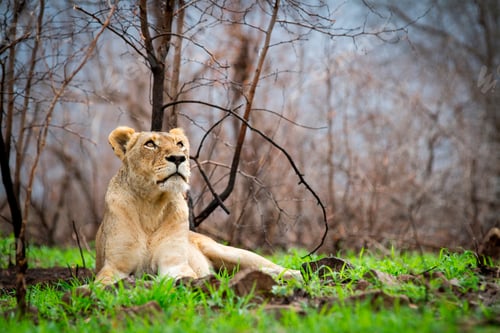 Preview: A lioness, Panthera leo, lies in green grass, head up, looking up out of frame, bare trees in