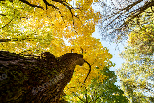 Preview: Perspective up view of autumn forest with bright orange and yellow leaves.