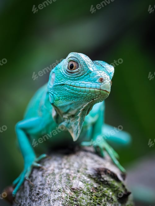 Preview: baby blue iguana