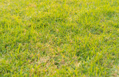 Preview: Close up of fresh grass, green agricultural field in countryside or rural area. Nature landscape.