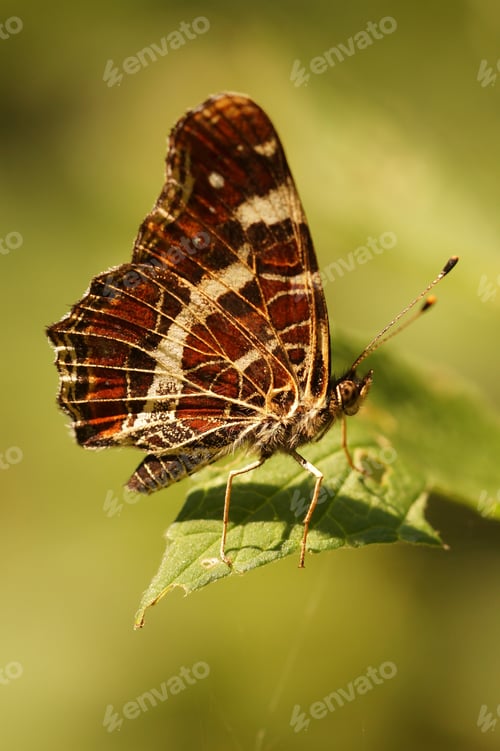 Preview: Closeup on a Map butterfly, Araschnia levana sitting on a green leaf with closed wings
