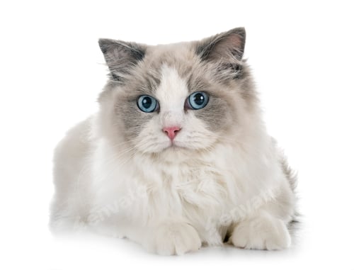 Preview: ragdoll cat in studio