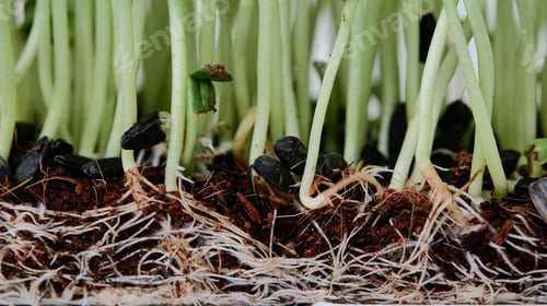 Preview: Sunrise of a freshly sprouted sunflower microgreen on a light background