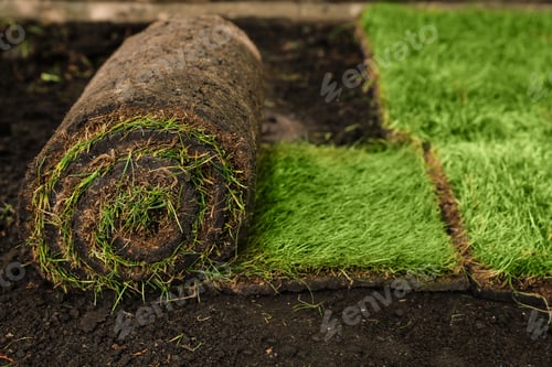 Preview: Rolled grass sod on ground in garden, closeup