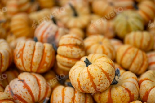 Preview: close up of pumpkins