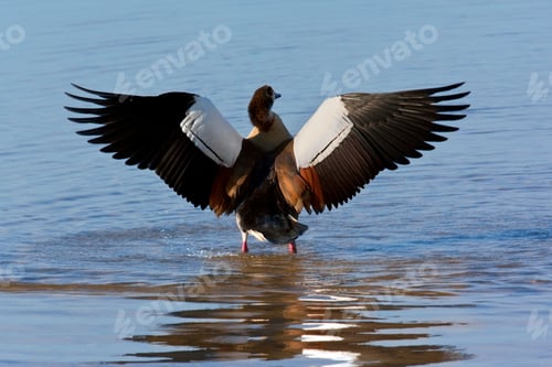 Preview: Egyptian Goose - Alopochen aegyptiacus - Botswana