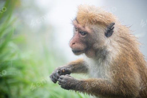 Preview: Toque macaque shivering and eating fruits at the same time in cold misty conditions