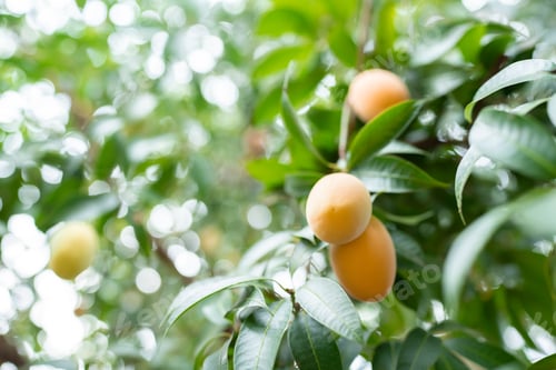 Preview: Thai Plango fruit or Boueaburmanica Griff, Tropical fruit calling Ma Yong Chid in orchard