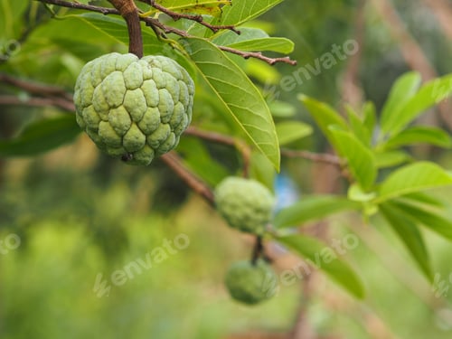 Preview: fruit custard apple tree, sugar apple, sweetsop, or anon, Annona squamosa plants Annona squamosa,