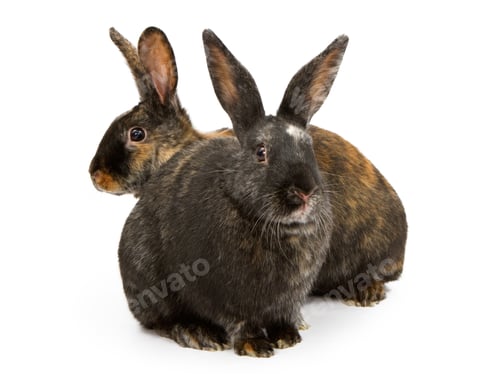 Preview: Two Harlequin Cross Breed Rabbits