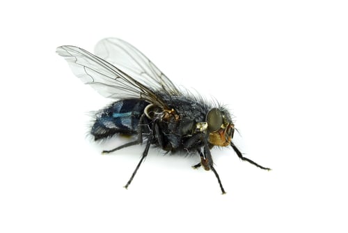 Preview: A Dead Fly