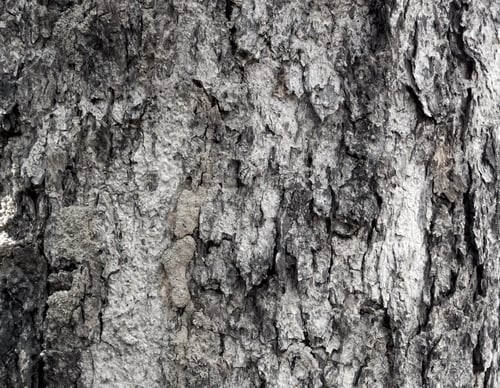 Preview: tree surface texture