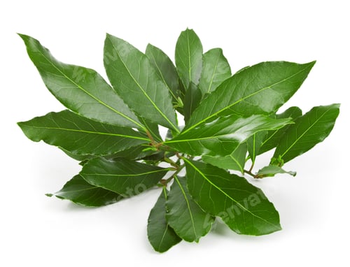 Preview: Laurel branches