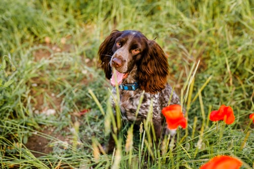 Preview: Russian brown spaniel sitting in green grass in a poppy field