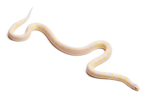 Preview: Albinos abberant eastern kingsnake or Common kingsnake, Lampropeltis getula californiae