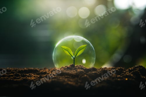 Preview: Nature conservation concept, young tree growing in a glass ball on the ground and nature background