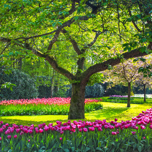 Preview: Red tulip garden in spring background or pattern