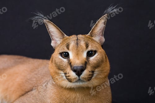 Preview: Close-up of Caracal, Caracal caracal, 6 months old, in front of black background