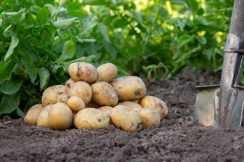 Preview: Potato harvest on the background of the garden