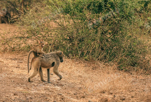 Preview: A playful baby baboon rides on its mother\'s back in a peaceful Botswana national park at sunset