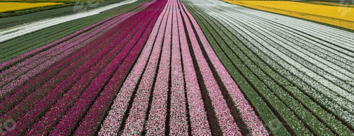 Preview: Aerial from blossoming tulip fields in the Chile near Osorno