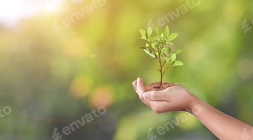 Preview: Hand holding young plant on green nature bokeh background. Eco earth day concept.