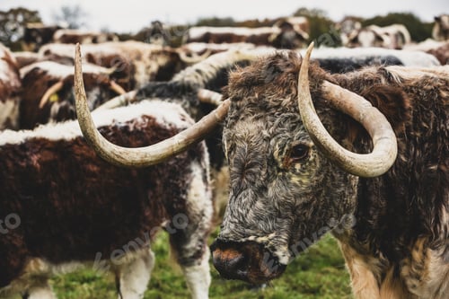 Preview: Herd of English Longhorn cows standing on a pasture.