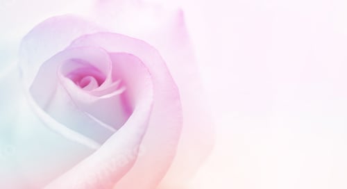 Preview: Colorful Rose In Soft Color For Background