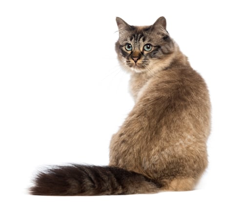 Preview: Rear view of a Birman sitting and looking back against white background