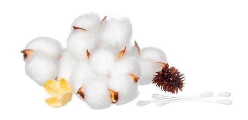 Preview: Cotton flowers on white background