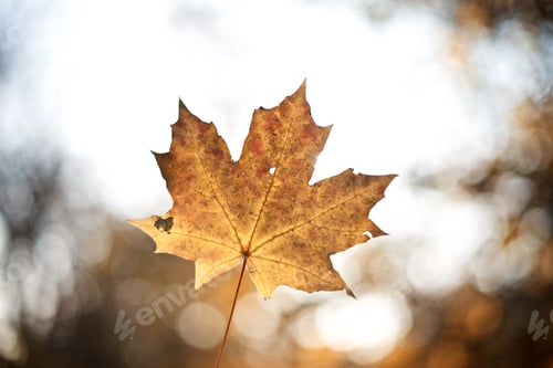 Preview: Yellow maple leaf